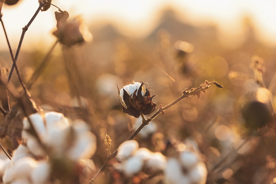 Where Our Cotton Comes From